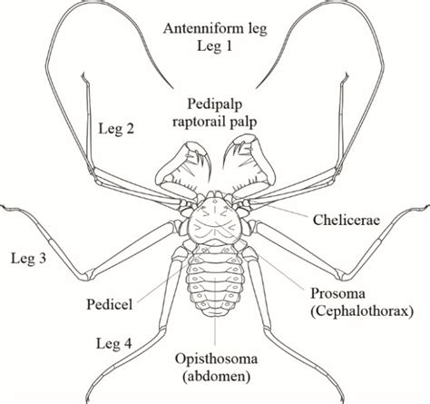 Dorsal view of amblypygid indicating main appendages. Like all ...