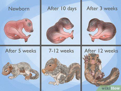 How Many Babies Do Squirrels Have? & When Do They Have Them?