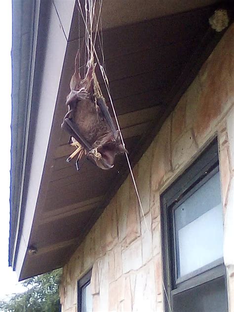 Bat eating spider catches big snack in web outside Texas home - ABC7 ...