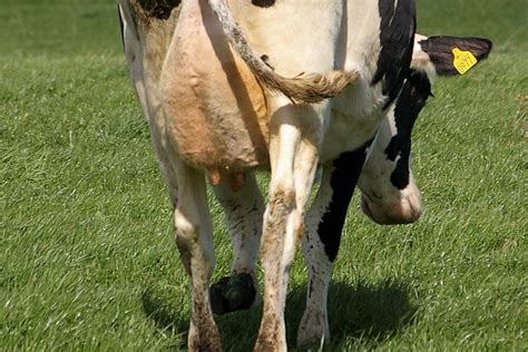 Importance of udder health during the dry period