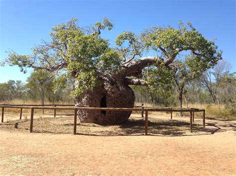 Boab tree, Derby, Western Australia | Western australia, Australia, Places