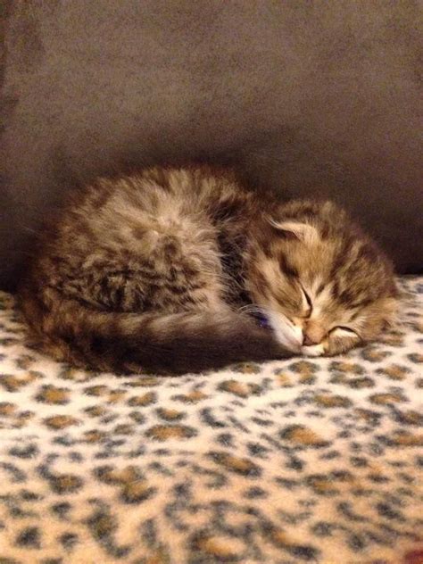 scottish fold sleeping