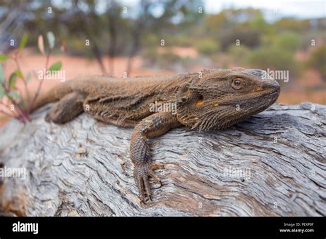 Central bearded dragon hi-res stock photography and images - Alamy