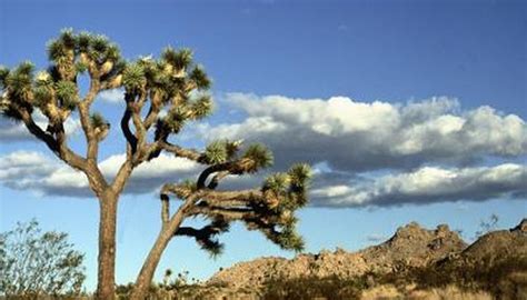 Scorpions & Insects in the Nevada Desert | Garden Guides