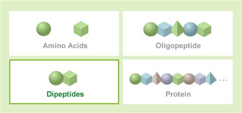 Dipeptides｜New Biotechnology｜KYOWA HAKKO BIO CO.,LTD.