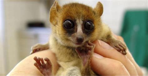 Goodman's mouse lemur (Microcebus lehilahytsara). | Download Scientific ...