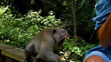 Monkey attacks at Monkey Forest - YouTube