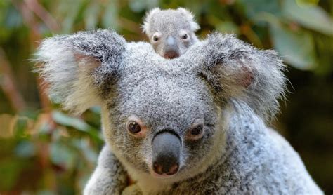 Australia zoo introduces its first baby koala for the season ...