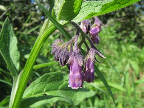 Comfrey, Organic Plant Seeds for Travel Protection, Gambling ...