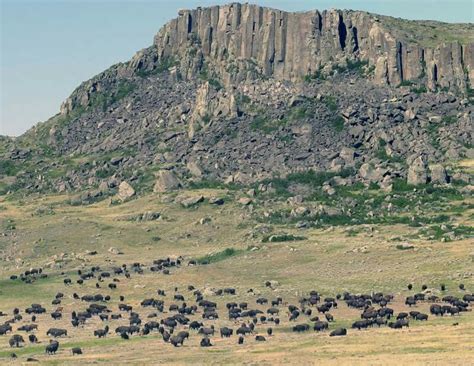 Fort Belknap Rez buffalo herd below Snake Butte