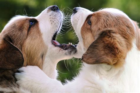 Puppies Playing Together