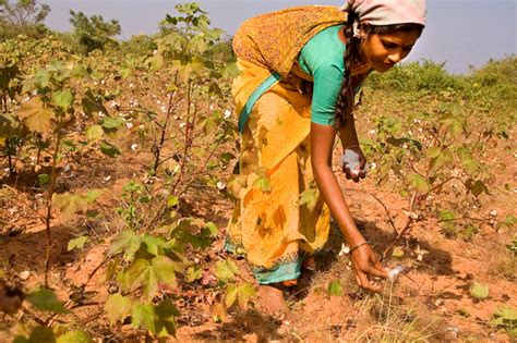 Carbon-Based: Indian farmers cotton on to sustainable farming