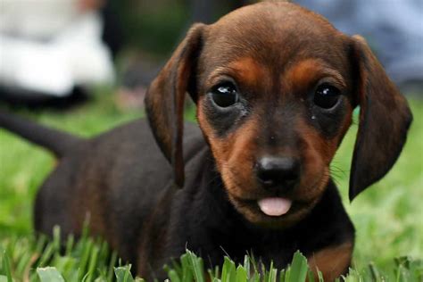 Miniature Dachshund | Dog Breeds Facts, Advice & Pictures | Mypetzilla UK