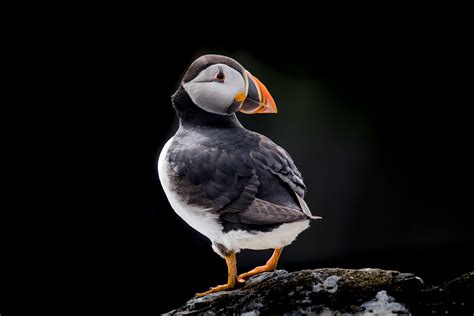 Atlantic puffin with sand eels | Behance