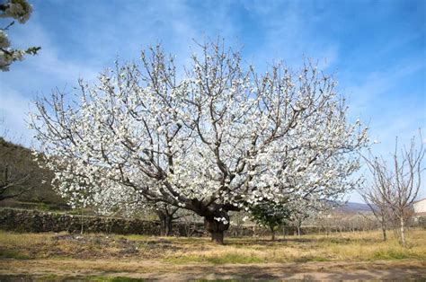 48 Different Almond Tree Varieties - ProGardenTips