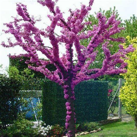 Judas tree Seeds (Cercis siliquastrum) - Price €1.95