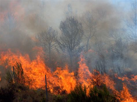 Incendies / feux de forêt | Inforisques