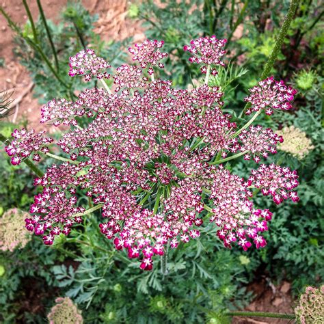 Dara Queen Anne's Lace Flower | Daucus carota, Carote, Piante da giardino