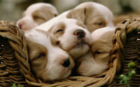 Cute Puppy Wallpapers Those Are Perfect To Make Your Mood Happy - Let ...