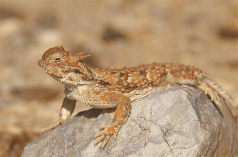 Smithsonian Insider – desert horned lizard Yathin | Smithsonian Insider