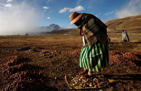 A Space-Age Food Product Cultivated by the Incas - The New York Times