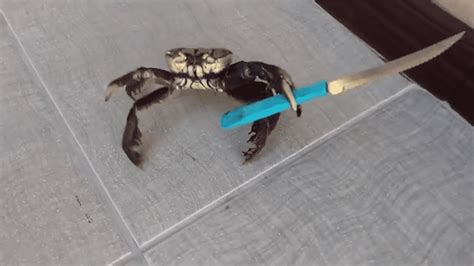 The Real Reason This Crab Is Wielding A Knife Is Actually Pretty Messed ...