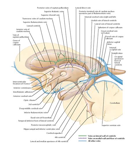 Internal Cerebral Vein | neuroangio.org