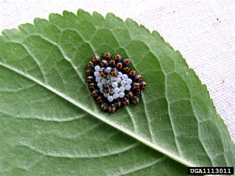 brown marmorated stink bug (Halyomorpha halys (Stal))