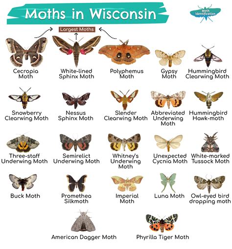 Types of Moths in Wisconsin