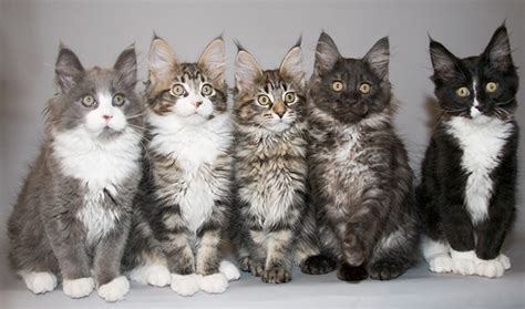 What Are the Most Common Colors of Maine Coon Cat? - MaineCoon.org