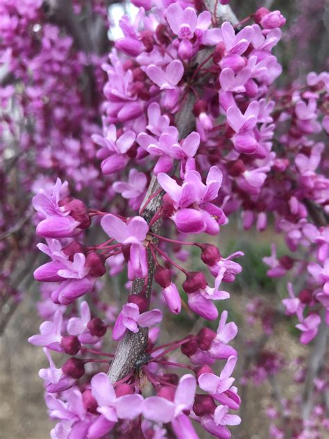 Cercis canadensis 'Lavender Twist' Weeping Eastern Redbud Picture ...