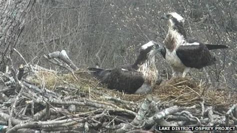 Lake District ospreys: new pair at Bassenthwaite - BBC News