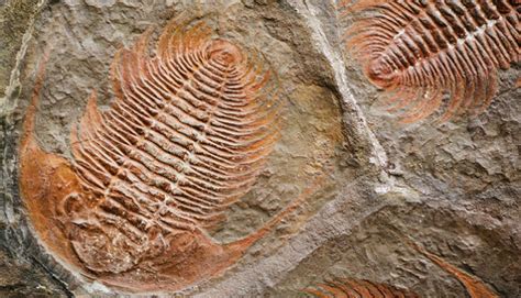 Over Half of the 30K Cambrian Fossils Unearthed in China are New to ...