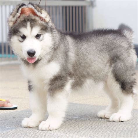 Mini Alaskan Malamute Puppy - Pets Lovers