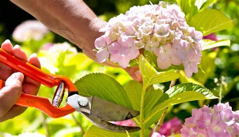 When to Prune Shrubs - Pruning Calendar for Shrubs - GardenSeeker.com