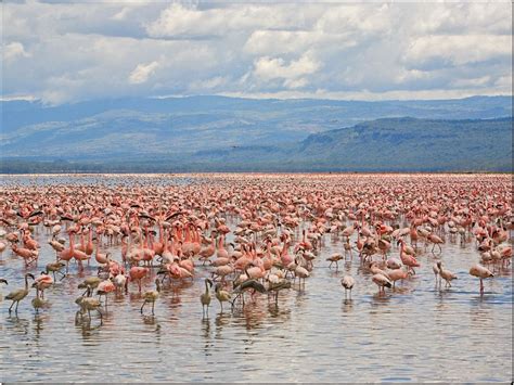 Flamingos, Lake Nakuru National Park, Kenya - Free Nature Pictures