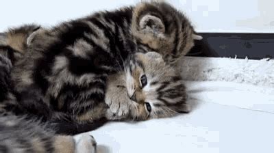 Cuddle Love GIF - Cuddle Love Cat - Discover & Share GIFs