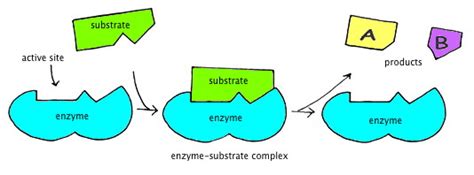 Lactase Enzyme Diagram