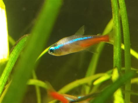 Neon tetra disease? : r/Aquariums