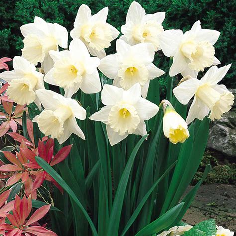 Daffodil Bulbs | Green Thumb Yard Care, LLC