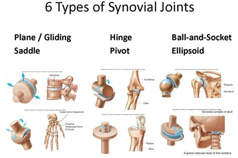 Ch. 8 Joints - Anatomy & Physiology Scb203 with Saad at LaGuardia ...