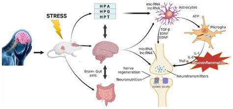 Pharmaceuticals | Free Full-Text | Monoamine Neurotransmitters Control ...