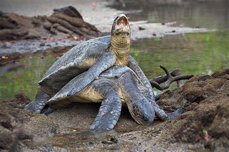 The Not-So-Chivalrous Love Life of a Pacific Green Sea Turtle | Sean ...