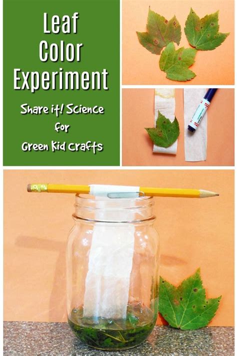 Leaf Color Experiment-Color Science for Kids | Green crafts for kids ...