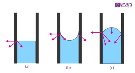 Adhesion and Cohesion Difference- Definition, Difference, examples and ...