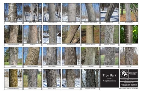 Hickory Tree Bark Types - Tree Clipart Free