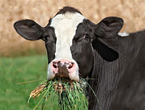 Organic vs Conventional Meat and Milk | Science-Based Medicine