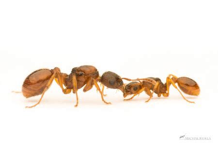 Myrmica rubra - AntWiki