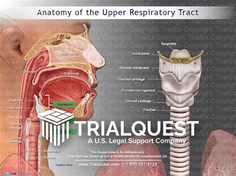 Anatomy of the Upper Respiratory Tract - Trial Exhibits Inc.