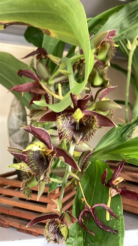 Catasetum Euzimar Filho - Orquidario Itaipava